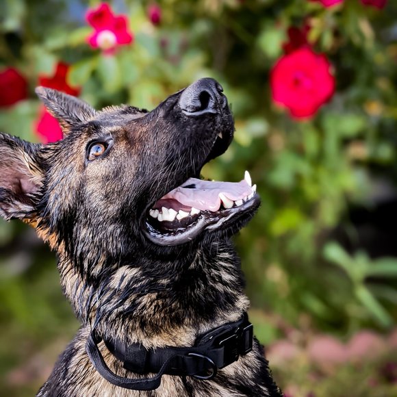 Daniel- Brief Introduction - Picture 3 of 3